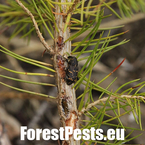 Tvrdoň smrekov&yacute;