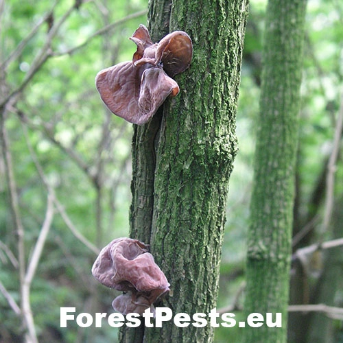 Uchovka bazov&aacute;