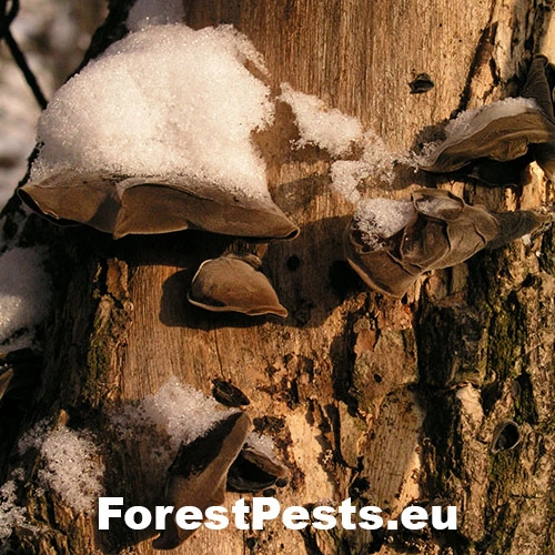 Uchovka bazov&aacute;