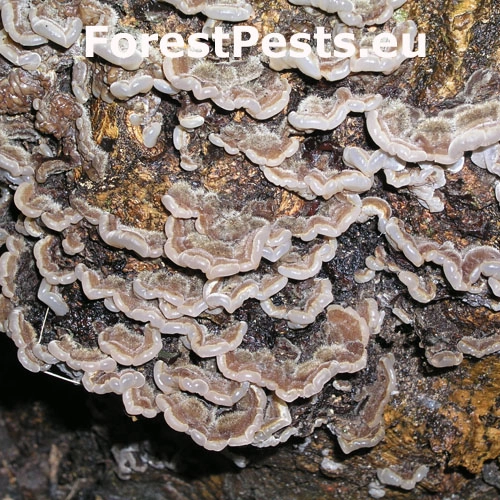 Uchovka p&aacute;sikav&aacute;