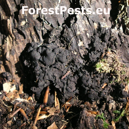 Uhliarik p&aacute;len&yacute;