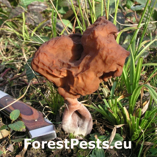 U&scaron;iak mitrovit&yacute;