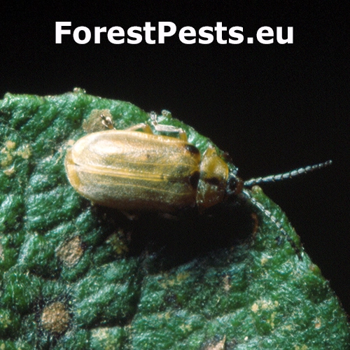 V&aacute;havec Galerucella lineola