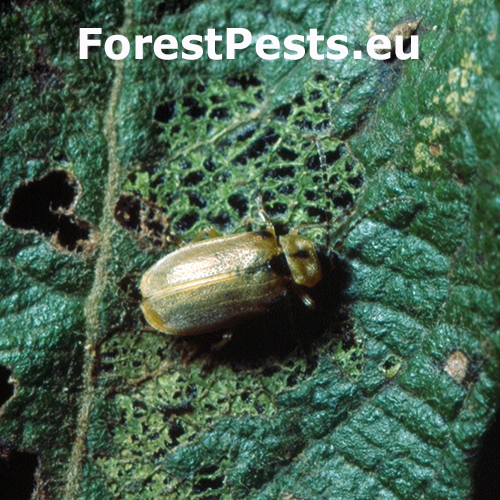 V&aacute;havec Galerucella lineola