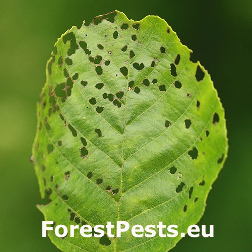 V&aacute;havec jel&scaron;ov&yacute;