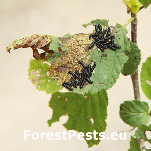 V&aacute;havec jel&scaron;ov&yacute;