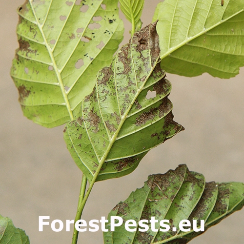 V&aacute;havec jel&scaron;ov&yacute;