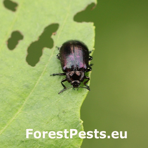 V&aacute;havec jel&scaron;ov&yacute;