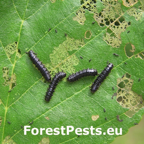 V&aacute;havec jel&scaron;ov&yacute;