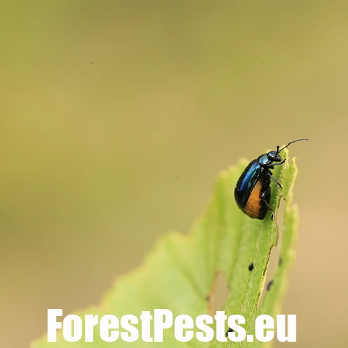 V&aacute;havec jel&scaron;ov&yacute;