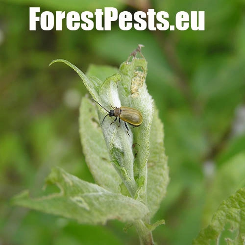 V&aacute;havec rakytov&yacute;