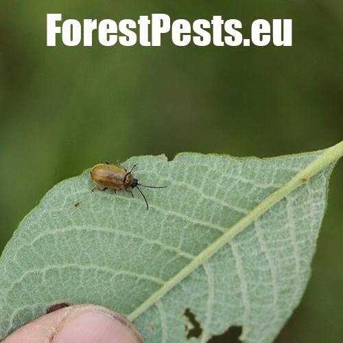 V&aacute;havec rakytov&yacute;