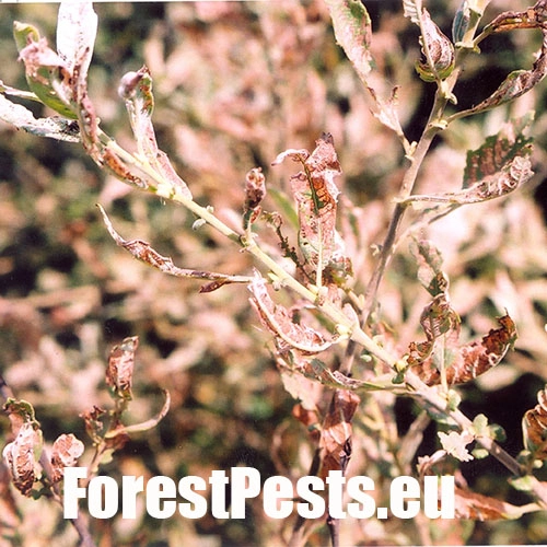 V&aacute;havec rakytov&yacute;