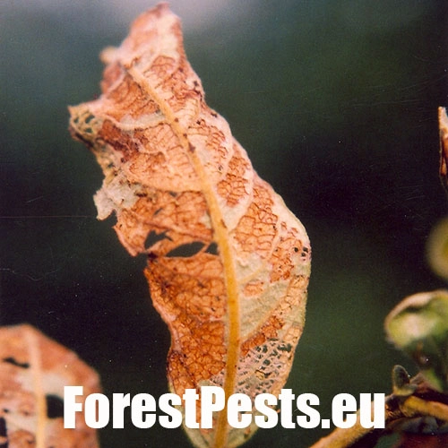 V&aacute;havec rakytov&yacute;