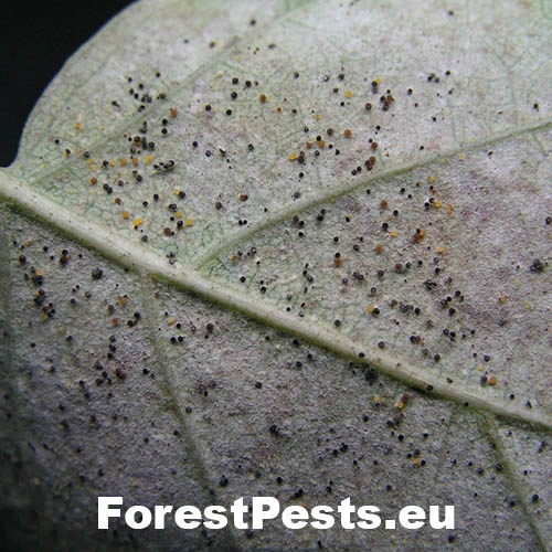 Veľkom&uacute;čka lieskov&aacute;