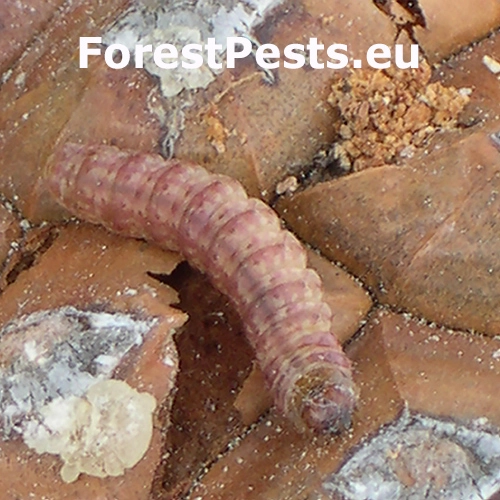 Vijačka Dioryctria mendacella