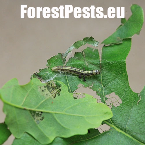 Vijačka dubinov&aacute;