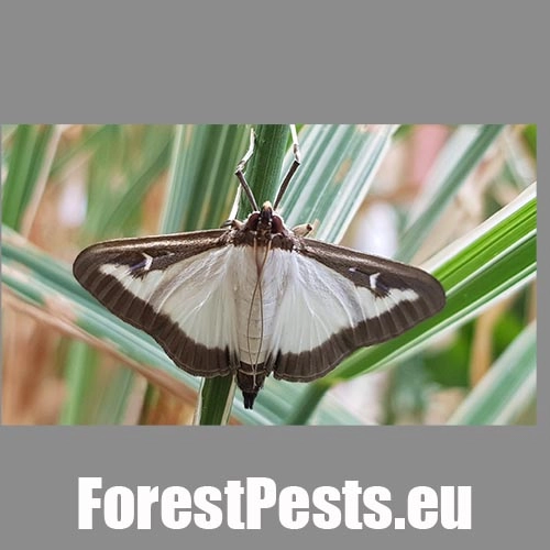 V&iacute;jačka kru&scaron;p&aacute;nov&aacute;