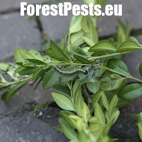 V&iacute;jačka kru&scaron;p&aacute;nov&aacute;