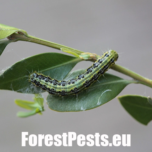 V&iacute;jačka kru&scaron;p&aacute;nov&aacute;