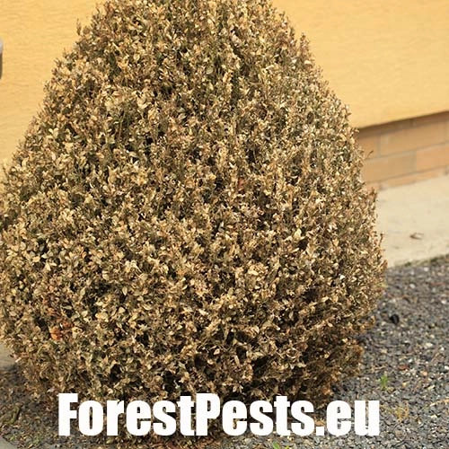 V&iacute;jačka kru&scaron;p&aacute;nov&aacute;