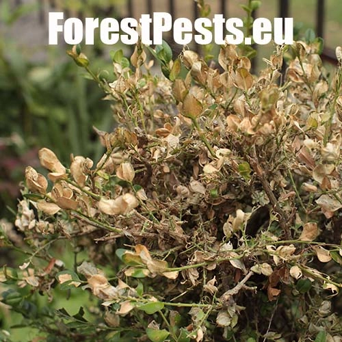 V&iacute;jačka kru&scaron;p&aacute;nov&aacute;