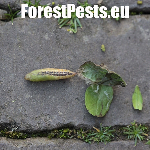 V&iacute;jačka kru&scaron;p&aacute;nov&aacute;