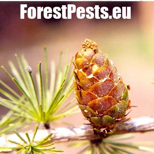 Vijačka smrekov&aacute; 