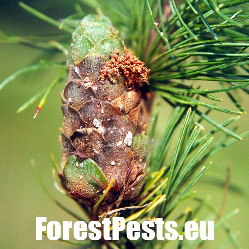 Vijačka smrekov&aacute; 