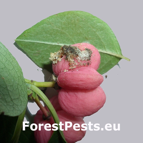 Vijačka &uacute;zkokr&iacute;dla