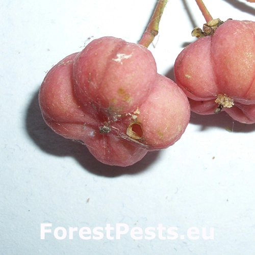 Vijačka &uacute;zkokr&iacute;dla