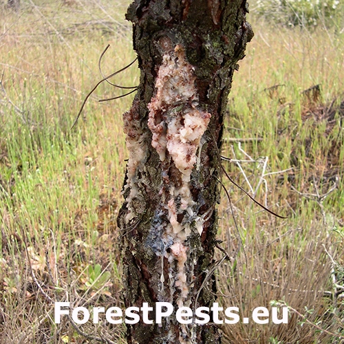 Vijačka živicov&aacute;