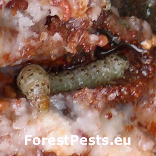 Vijačka živicov&aacute;