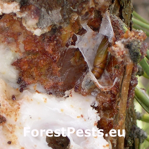 Vijačka živicov&aacute;