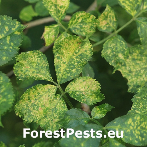 V&iacute;rusov&eacute; ochorenie listov bazy