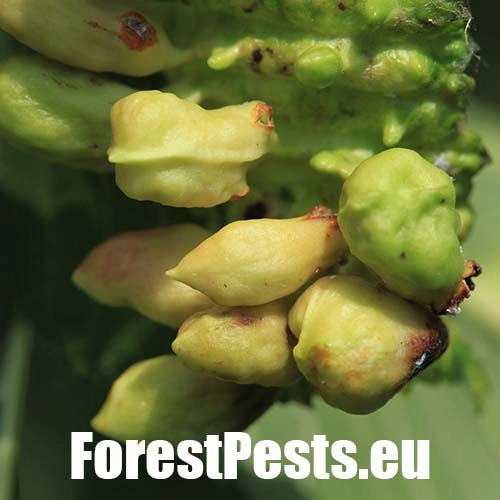 Vlnačka hladk&aacute;