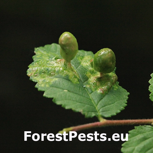 Vlnačka hladk&aacute;