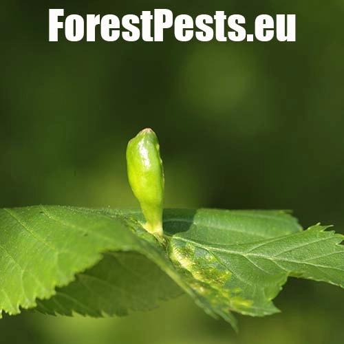 Vlnačka hladk&aacute;