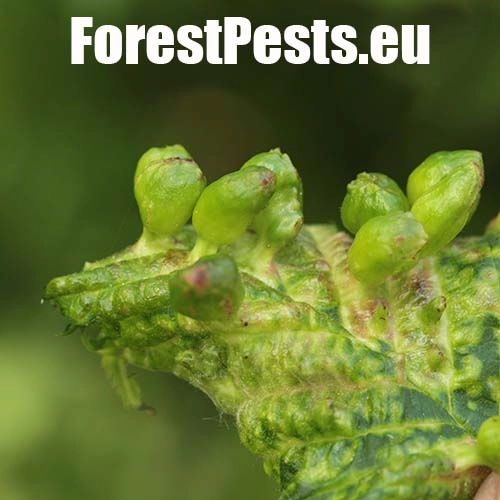 Vlnačka hladk&aacute;