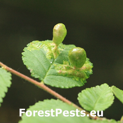 Vlnačka hladk&aacute;