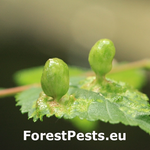 Vlnačka hladk&aacute;