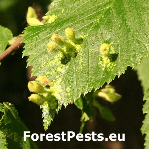 Vlnačka Tetraneura nigriabdominalis