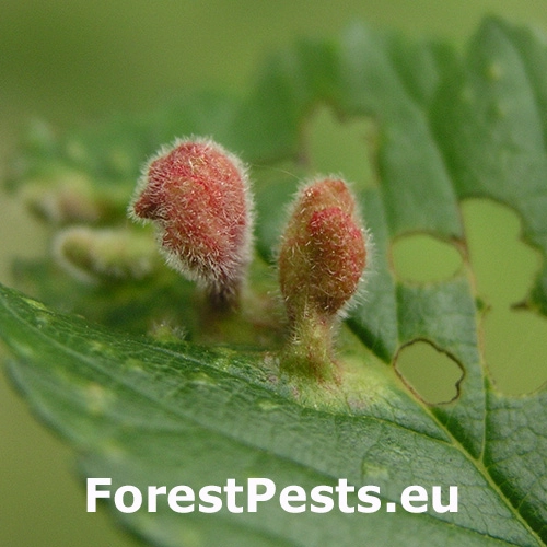 Vlnačka Tetraneura nigriabdominalis