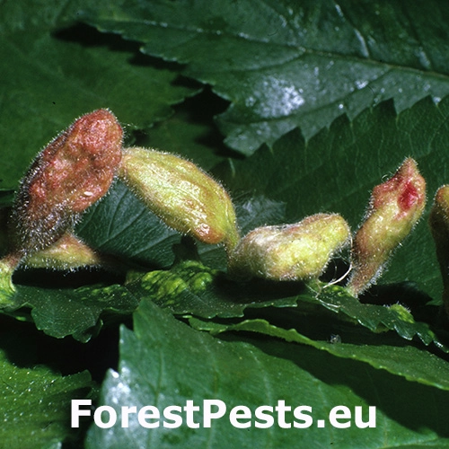 Vlnačka Tetraneura nigriabdominalis