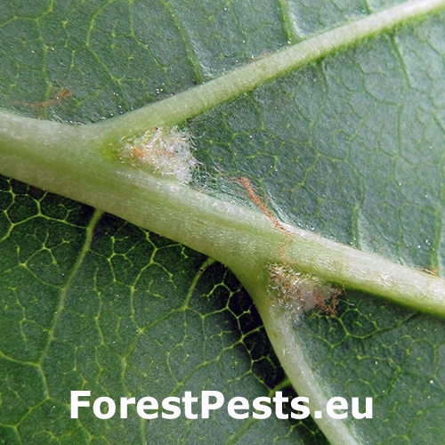 Vlnovn&iacute;k Aculus hippocastani