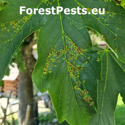 Vlnovn&iacute;k hlavičkov&yacute;