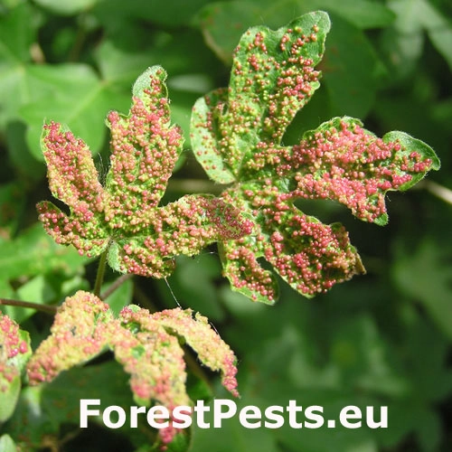 Vlnovn&iacute;k Murrayov