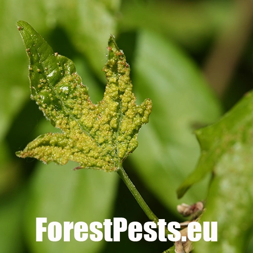 Vlnovn&iacute;k Murrayov