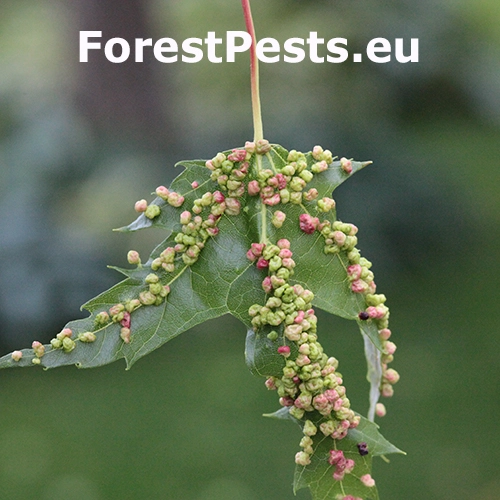 Vlnovn&iacute;k &scaron;tvornoh&yacute;