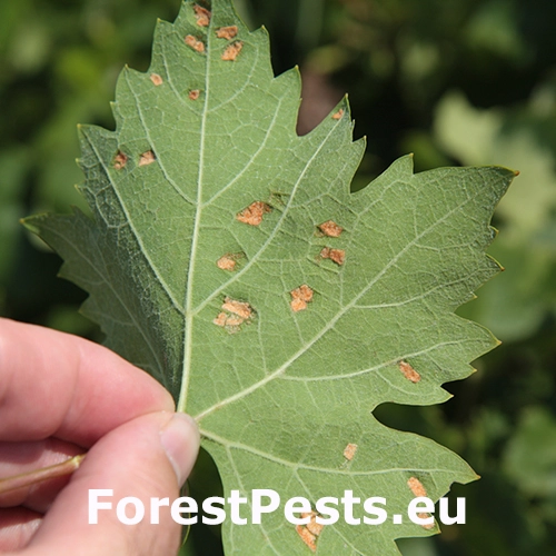 Vlnovn&iacute;k viničov&yacute;